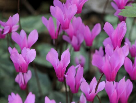 Ivy-leaved Cyclamen (Cyclamen hederifolium) in Paklenica National Park, Croatia, Europe