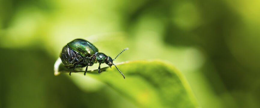 Green Dock Beetle (Gastrophysa viridula), female, abdomen full of eggs, Austria