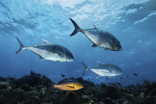 Giant trevallys (Caranx ignobilis), Malabar snapper (Lutjanus malabaricus), Indian Ocean, Maldives