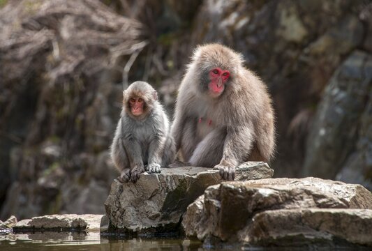 Two Japanese macaque (Macaca fuscata), dam and young sitting on rocks by the water, Yamanouchi, Nagano Prefecture, Honshu Island, Japan