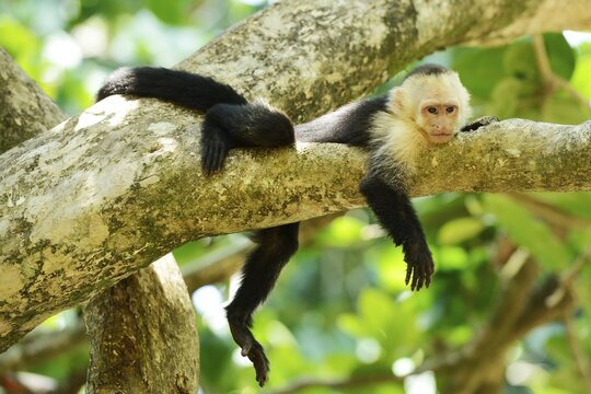 White-headed or White-faced Capuchin (Cebus capucinus), resting on branch, Manuel Antonio National Park, Costa Rica, Central America