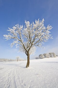 Frost-covered fruit tree, Schwarzensee, Lower Austria, Austria, Europe