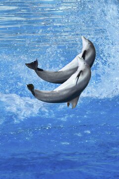 Jumping Bottlenose dolphins (Tursiops truncatus), captive, Tenerife, Canary island, Spain