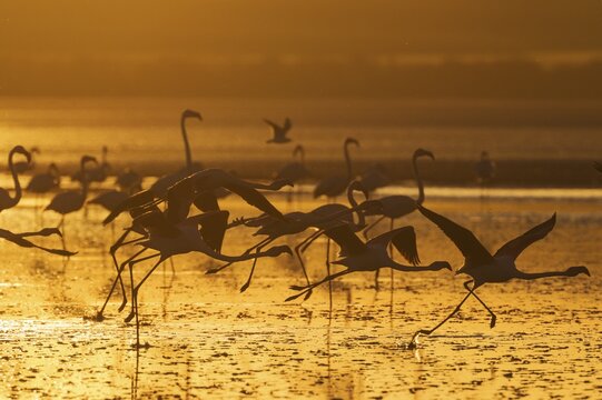 Greater Flamingos (Phoenicopterus roseus), in flight, at sunset, silhouette, Laguna de Fuente de Piedra, Malaga province, Andalusia, Spain
