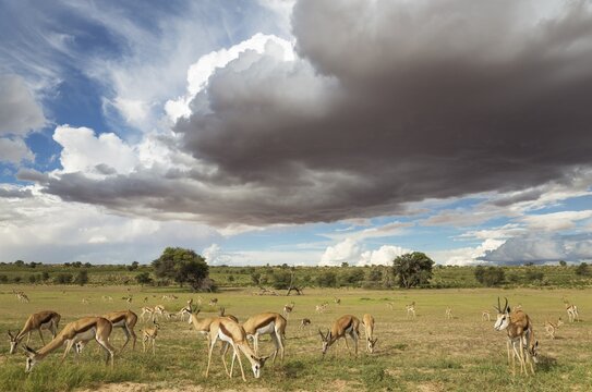 Springboks (Antidorcas marsupialis), large herd grazing in the Auob riverbed, camelthorn trees (Acacia erioloba), during the rainy season in green surroundings, cumulonimbus clouds, Kalahari Desert, Kgalagadi Transfrontier Park, South Africa