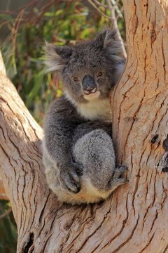Koala (Phascolarctos cinereus), adult, sitting in branch fork, Parndana, Kangaroo Island, South Australia, Australia
