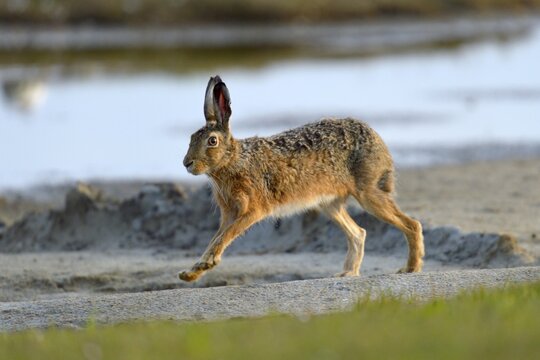 European Hare (Lepus europaeus) running along a sandy beach, Wagejot nature reserve, Texel, West Frisian Islands, province of North Holland, The Netherlands