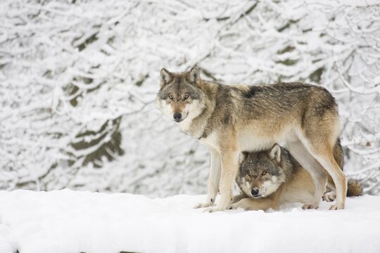 Two wolves (Canis lupus) in the snow, captive, Germany