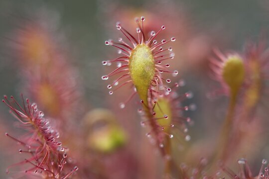 Spoonleaf sundew (Drosera intermedia), Emsland, Lower Saxony, Germany