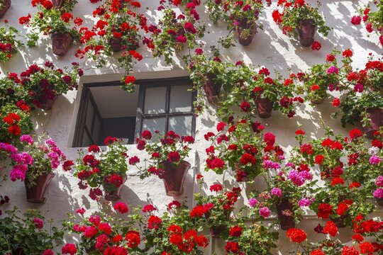 Many red geraniums in flower pots on a house wall, Fiesta de los Patios, C&oacute;rdoba, Andalusia, Spain
