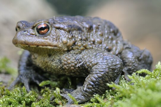 Common toad (Bufo bufo)