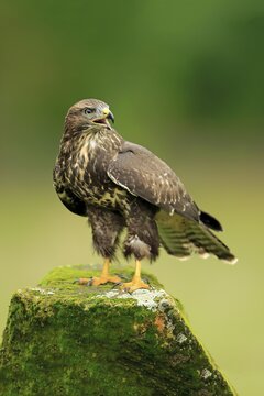 Buzzard (Buteo buteo) adult, calling, on perch, Eifel, Germany