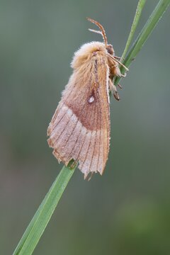 Oak eggar (Lasiocampa Quercus) moth, Emsland, Lower Saxony, Germany