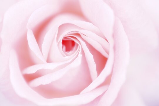 Rose flower (Rosa), detail