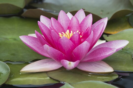 Pink water lily (Nymphaea cultivar), Emsland, Lower Saxony, Germany