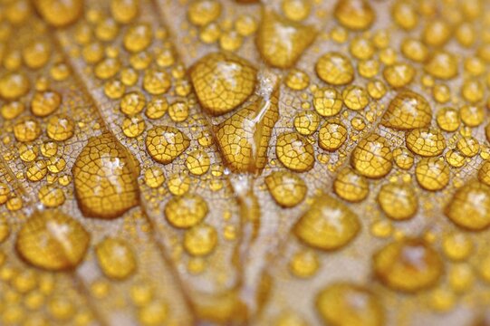 Dew drop in autumn on golden beech leaf , Detail