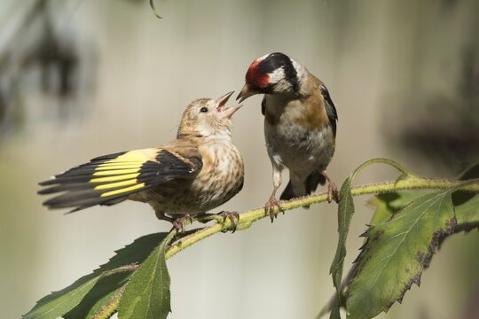 European goldfinches (Carduelis carduelis), adult bird feeding young birds, Hesse, Germany