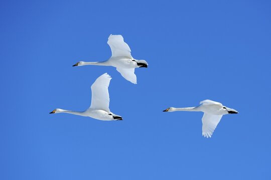 Three Whooper Swans (Cygnus cygnus) in flight, Kussharo Lake, Kawayu Onsen, Hokkaido, Japan