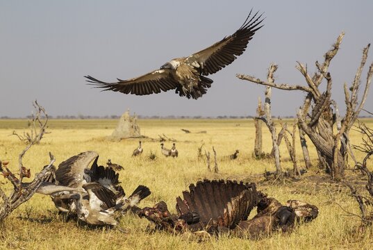 White-backed Vultures (Gyps africanus) at the carcass of a Cape Buffalo (Syncerus caffer caffer), Savuti, Chobe National Park, Botswana