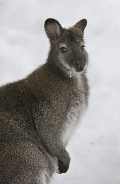 Red-necked Wallaby or Bennett's Wallaby (Macropus rufogriseus), captive, Upper Austria, Austria, Europe