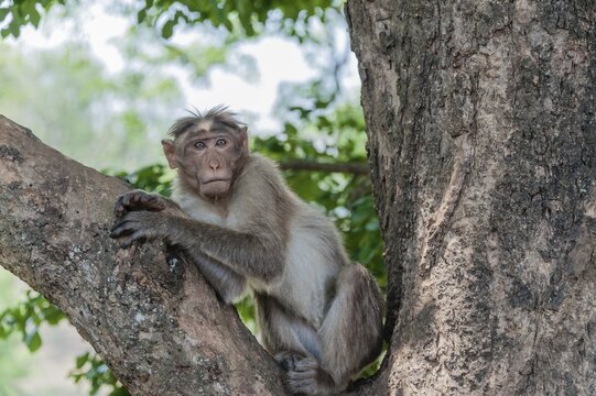 Rhesus monkey (Macaca mulatta), Mudumalai Wildlife Sanctuary, Tamil Nadu, India