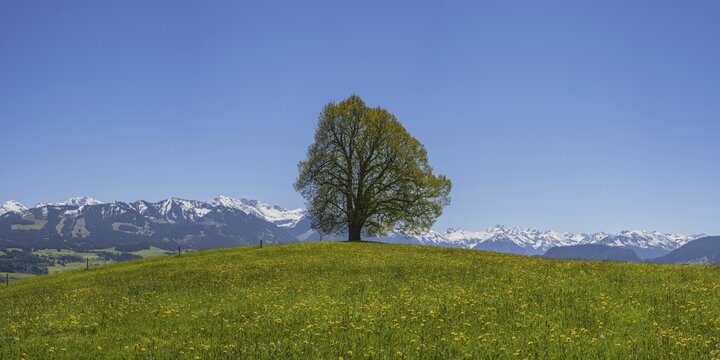 Friedenslinde, linden tree (Tilia) at the Wittelsbacher H&ouml;he, 881m, Illertal, Allg&auml;u, Bavaria, Germany