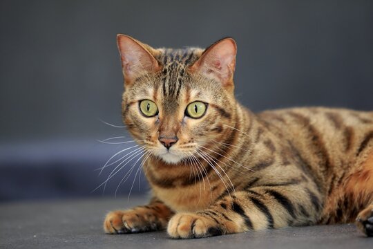 Bengal cat (Felis Catus), Leopardette, adult, animal portrait, attentive, Germany