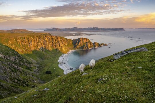 Evening atmosphere, sheep grazing on the mountainside, beach and sea, hiking to the mountain M&aring;tinden, near Stave, Nordland, Norway
