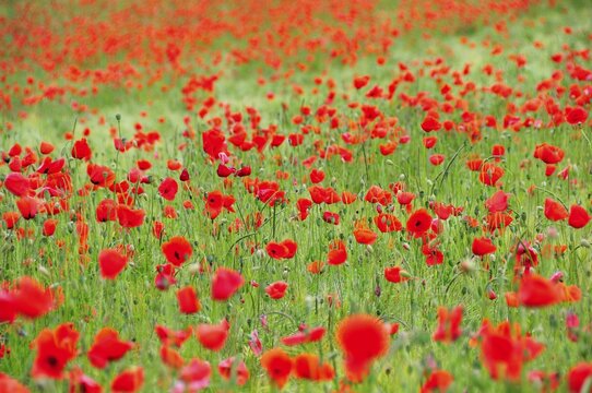 Poppies (Papaver rhoeas) growing in a wheat field, PublicGround