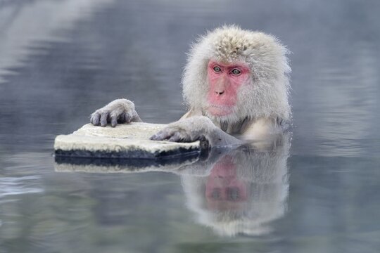 Japanese Macaque or Snow Monkey (Macaca fuscata), holding onto a rock, Affenpark Jigokudani, Nagano Pr&auml;fektur, Japan