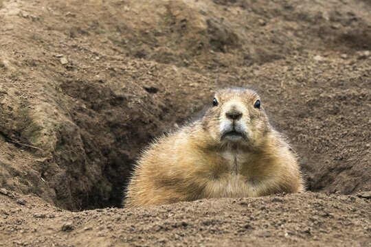 Prairie dog (Cynomys) looks out of its cave, captive, Germany