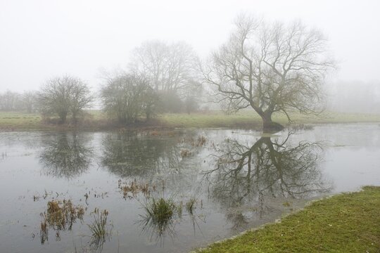 Ems river floodplains in the fog, Emsland, Lower Saxony, Germany