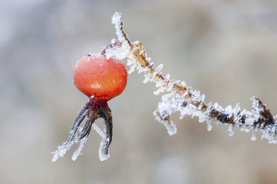 Rosehip (Rosa canina) with hoarfrost, Germany