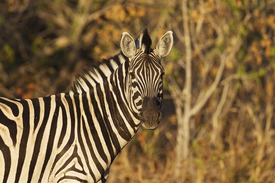 Burchell's Zebra (Equus quagga burchelli), close-up, Okavango Delta, Moremi Game Reserve, Botswana