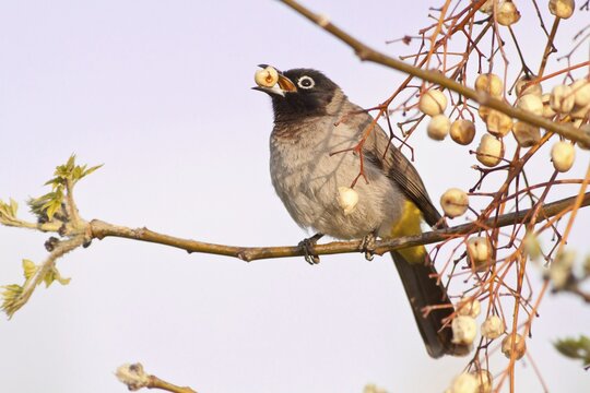 White-spectacled Bulbul or Yellow-vented Bulbul (Pycnonotus xanthopygos) eating berries on a branch, Antalya, Turkey