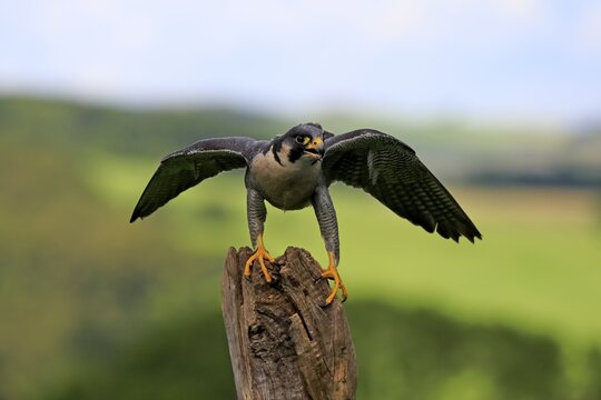 Peregrine Falcon (Falco peregrinus), adult, flying away, captive, Eifel, Rhineland-Palatinate, Germany
