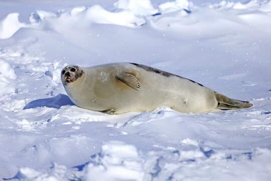 Harp Seal or Saddleback Seal (Pagophilus groenlandicus, Phoca groenlandica), adult female on pack ice, Magdalen Islands, Gulf of Saint Lawrence, Quebec, Canada