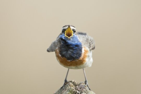 Bluethroat (Luscinia svecica), Emsland, Lower Saxony, Germany