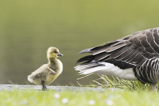 Greylag goose (Anser anser), chick, gosling, baby animal, standing next to adult bird, Hesse, Germany