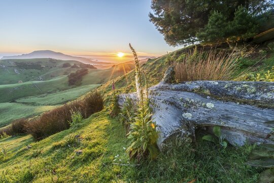 Flowering white foxglove (Digitalis purpurea), Sunrise view of Otago Peninsula, pyramid-shaped mountain Harbor Cone, Dunedin, Otago, Southland, New Zealand