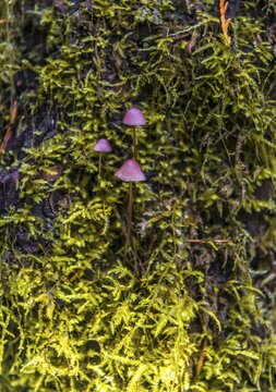 Small purple Bonnets (Mycena) grow on mossed tree trunk, temperate rainforest, Mt. Baker-Snoqualmie National Forest, Washington, USA