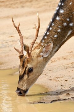 Chital (Axis axis), ram drinks at waterhole, Wilpattu National Park, Sri Lanka