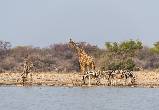 Giraffe (Giraffa camelopardis) and Burchell's Zebraa (Equus quagga burchellii), Klein Namutoni water hole, Etosha National Park, Namibia