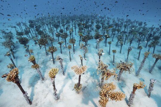 Coral breeding of hard corals (Sleractinia) on metal tubes, shoal of different Damselfish (Pomacentridae), house reef Summer Island, Indian Ocean, North Mal&eacute; Atoll, Maldives