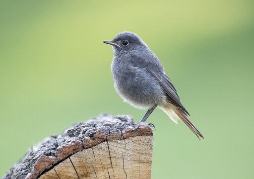 Young black redstart (Phoenicurus ochruros), Hesse, Germany