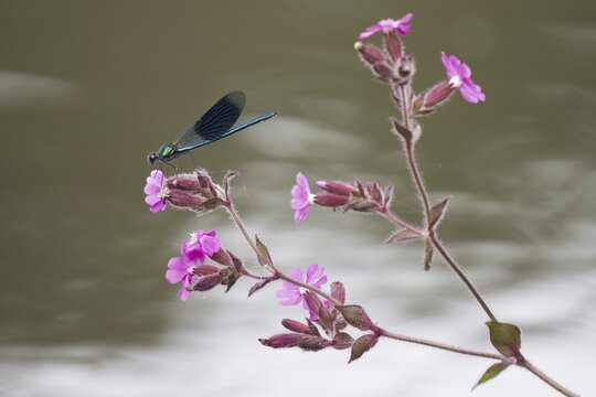 Banded demoiselle (calopteryx splendens), male, on red campion (Silene dioica) red campion, Hesse, Germany