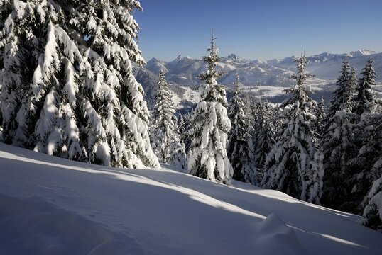Snow-covered fir trees, Allgaeu Alps, Oberjoch, Bavaria, Germany, Europe