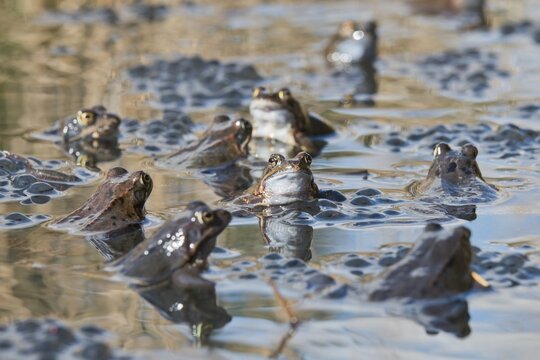 Common frogs (Rana temporaria) spawning, Emsland, Lower Saxony, Germany