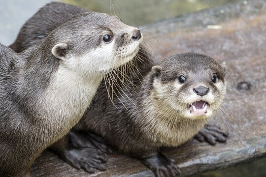 Dwarf otter, Asian oriental small-clawed otter (Aonyx cinerea), Heidelberg Zoo, Baden-W&uuml;rttemberg, Germany