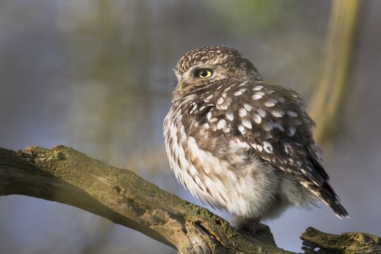 Little owl (Athene noctua) sitting on a branch, Emsland, Lower Saxony, Germany